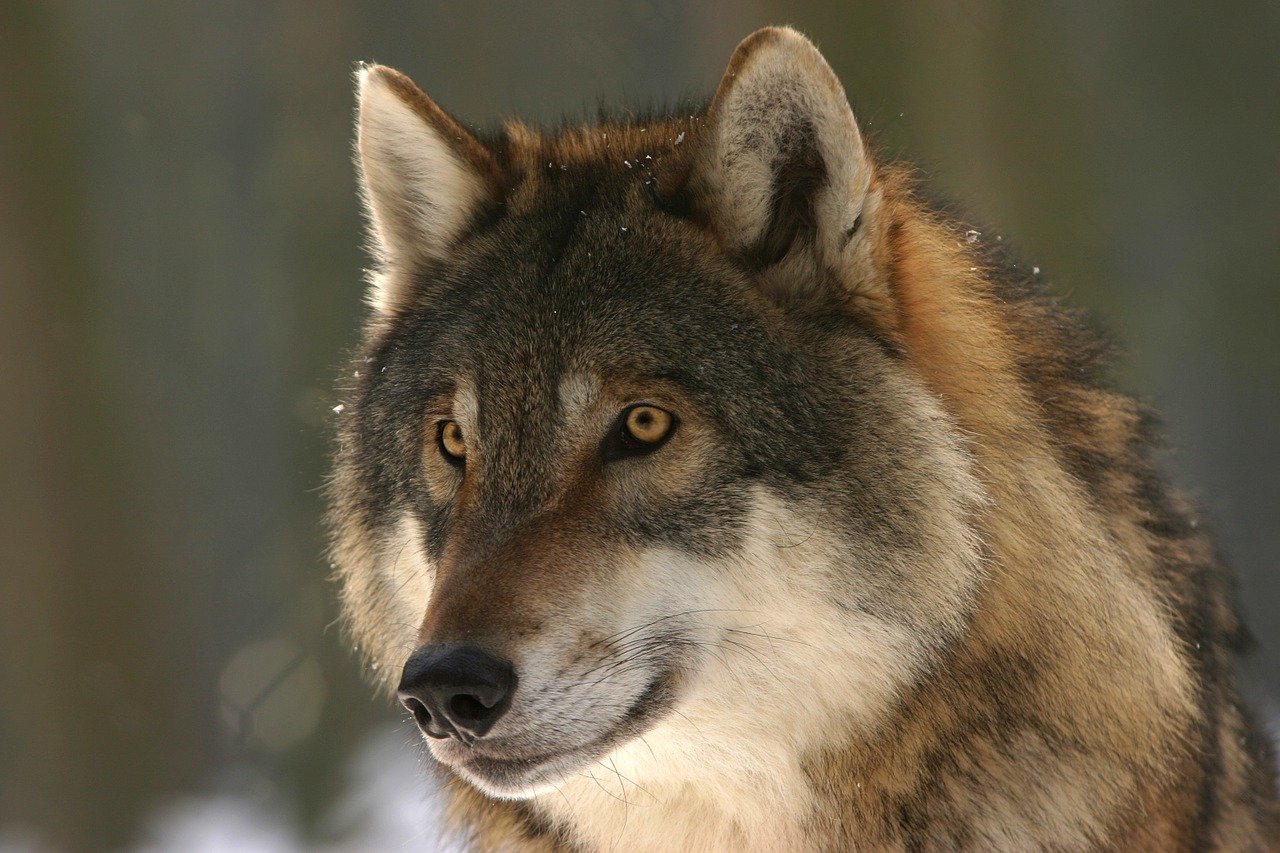 Discover These 10 Most Dangerous Dog Breeds in the World to Be Wary Of