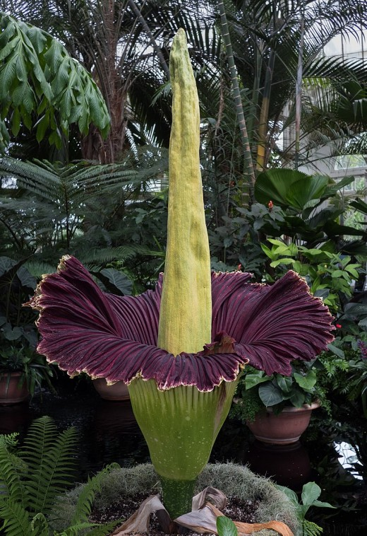 10 Rarest Things in the World
