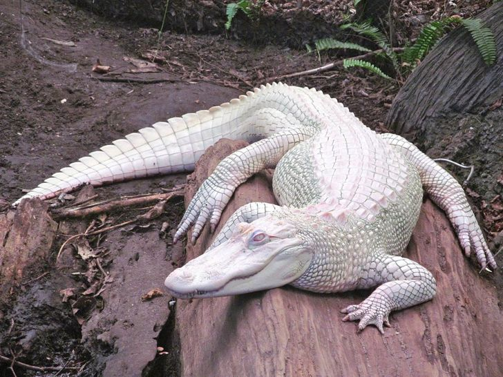10 Rarest Things in the World