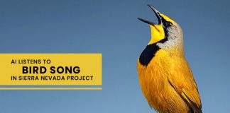 Sierra Nevada Project AI Listens to Bird Song