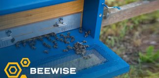 Beewise Launches AI-Powered Beehive