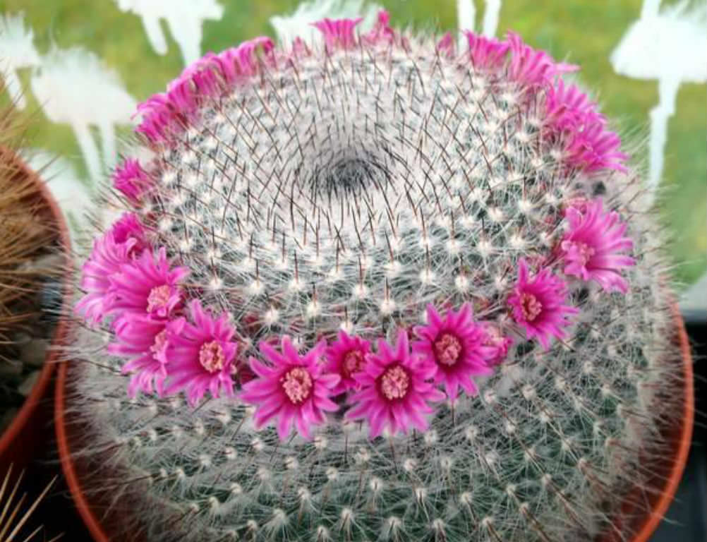 Check Out These Amazing Cactus Species